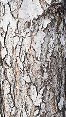 Image showing birch bark background