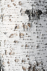 Image showing birch bark background