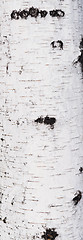 Image showing birch bark texture