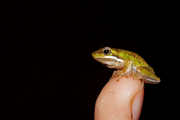 Image showing tiny frog