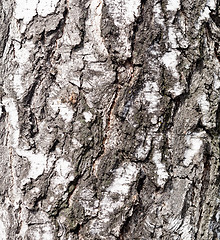 Image showing birch bark texture