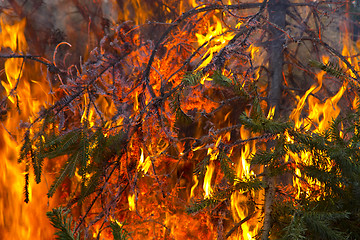 Image showing Open flame on Fir Tree Branch