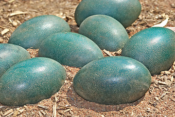 Image showing green emu eggs in the dirt