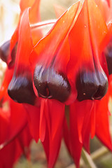 Image showing sturts desert pea