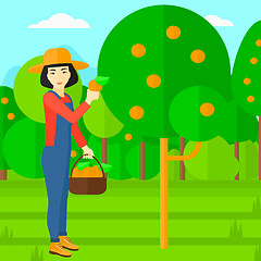 Image showing Farmer collecting oranges.