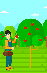 Image showing Farmer collecting apples.