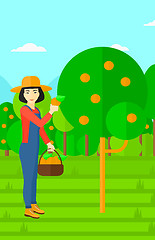 Image showing Farmer collecting oranges.