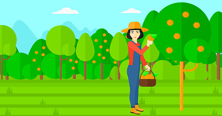 Image showing Farmer collecting oranges.