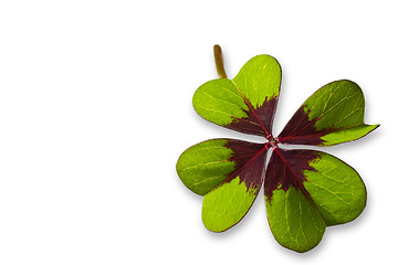 Image showing Four Leaf Clover
