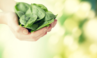 Image showing close up of woman hands holding spinach