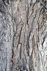 Image showing poplar bark texture