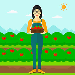 Image showing Farmer collecting tomatos.