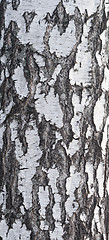 Image showing birch bark texture