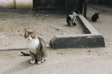 Image showing three stray cats