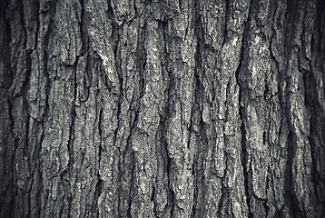 Image showing Texture of tree trunk