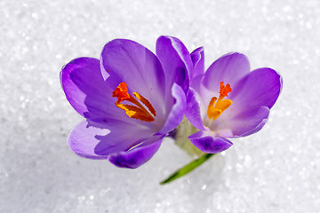 Image showing Crocus in the snow