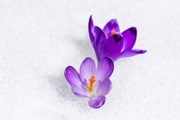 Image showing Crocus in the snow