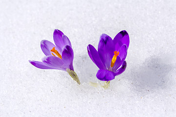 Image showing Crocus in the snow