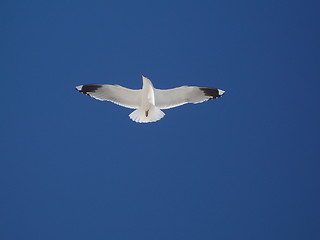 Image showing A seagull flying high