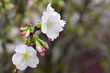 Image showing Sakura, the famouse flower of Japan