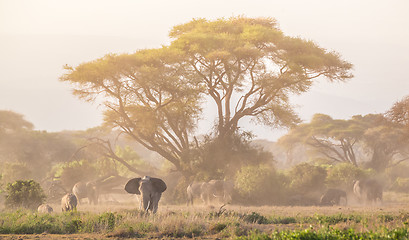 Image showing Elephants in front of Kilimanjaro, Amboseli, Kenya