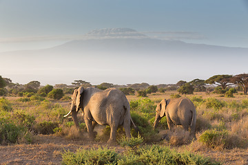 Image showing Elephants in front of Kilimanjaro, Amboseli, Kenya