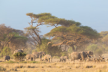 Image showing Elephants in front of Kilimanjaro, Amboseli, Kenya