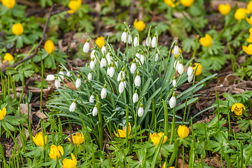 Image showing Snowdrop flowers surrounded by Eranthis