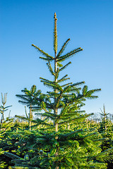 Image showing Christmas tree at a plantation with blue sky