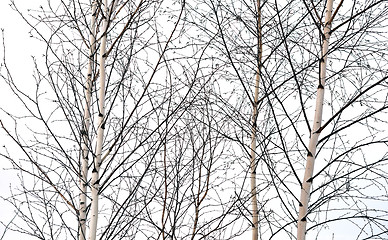 Image showing birch trees without leaves