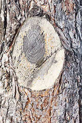 Image showing pine bark texture