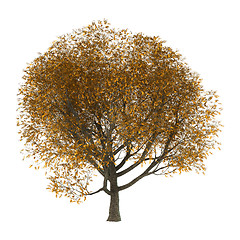 Image showing 3D Illustration Ash Tree on White