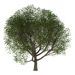 Image showing 3D Illustration Ash Tree on White