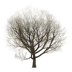 Image showing 3D Illustration Ash Tree on White