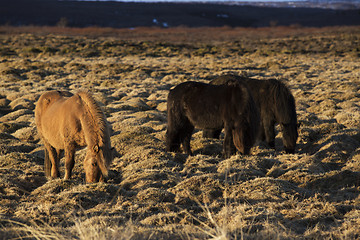 Image showing Portrait of a herd of Icelandic horses