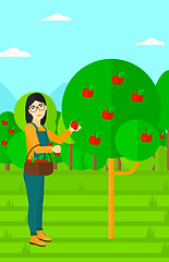 Image showing Farmer collecting apples.