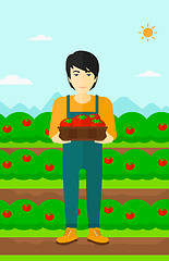 Image showing Farmer collecting tomatos.