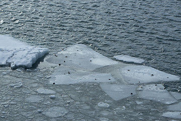 Image showing Ice blocks melting at glacier lagoon Jokulsarlon, Iceland