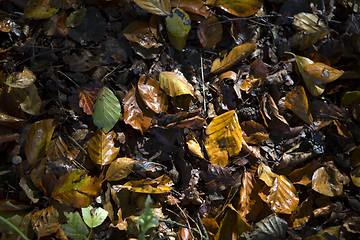 Image showing Colorful autumnal leaves