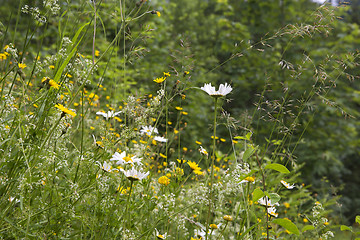 Image showing Wildflower meadow