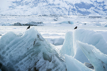 Image showing Raven sit on an ice block at Jokulsarlon, Iceland