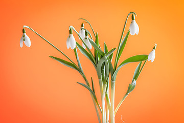 Image showing Snowdrop flowers on orange background