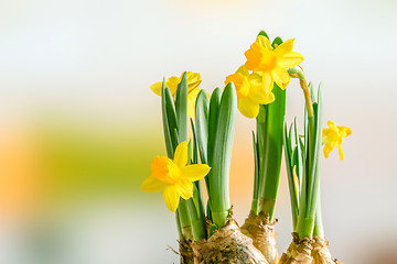 Image showing Daffodil lilys in the easter