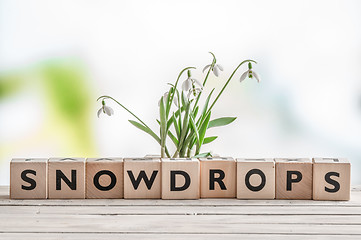 Image showing Snowdrops and a wooden sign