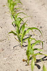 Image showing green corn. Spring  