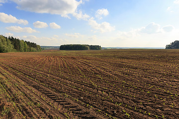 Image showing corn field ,  immature  