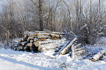 Image showing logging   with snow 