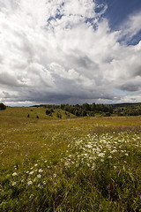 Image showing green vegetation , field