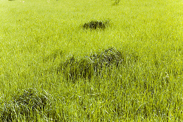 Image showing agriculture , grass grows