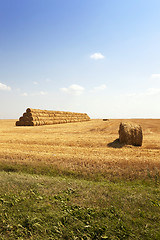 Image showing   harvest of cereals